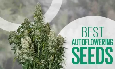 Cannabis
