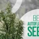 Cannabis