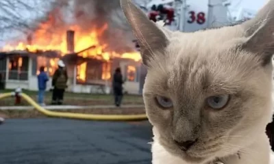 Cats Blamed for Over a Hundred House Fires in South Korea