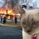 Cats Blamed for Over a Hundred House Fires in South Korea