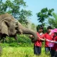 Elderly Elephants Get a New Home in Northern Thailand