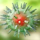 Epstein Barr-Virus