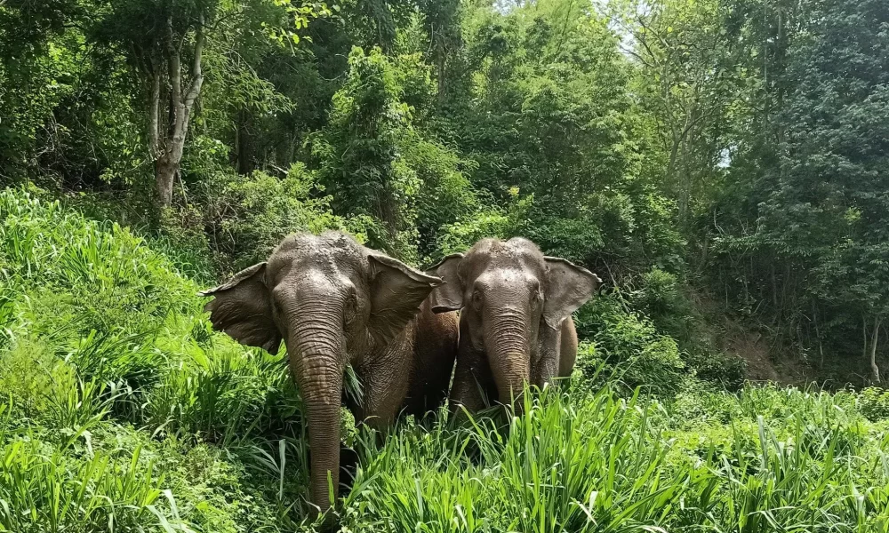 Man Lost for 21 Days Says He was Hunted by Wild Elephants