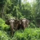 Man Lost for 21 Days Says He was Hunted by Wild Elephants