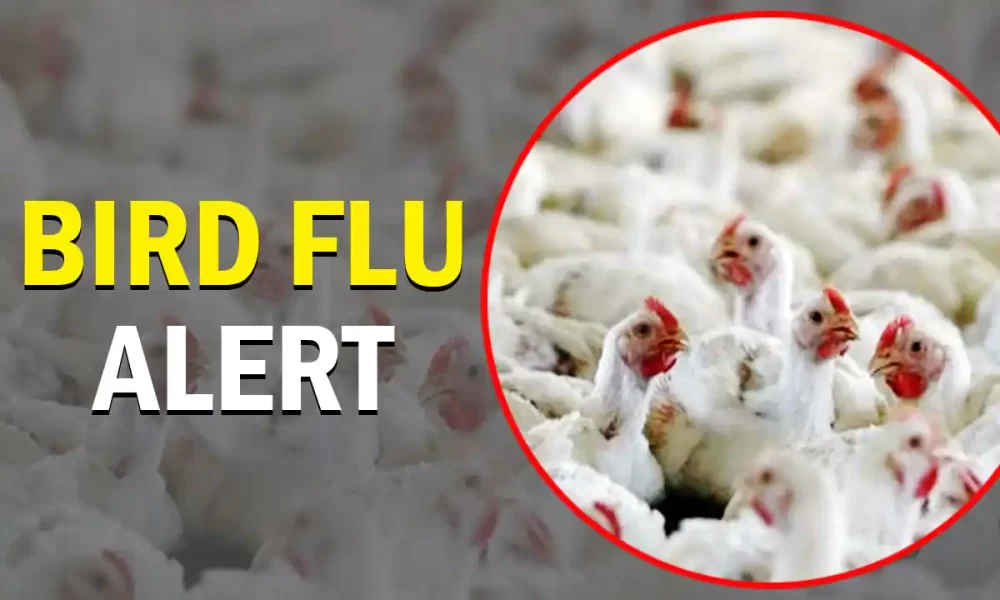 Thailand Issues Avian Influenza "Bird Flu" Alert Nationwide