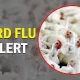 Thailand Issues Avian Influenza "Bird Flu" Alert Nationwide