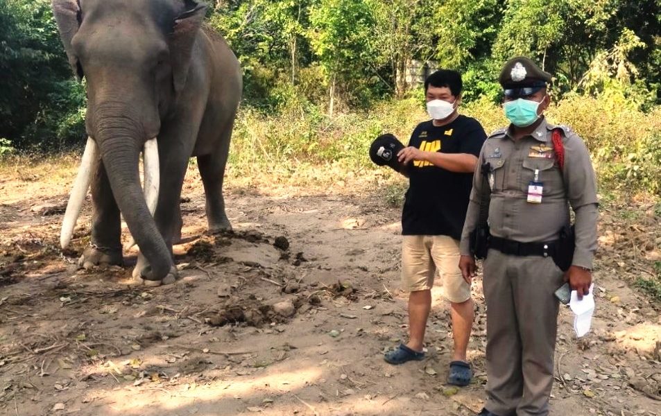 elephant, chiang mai, Thailand
