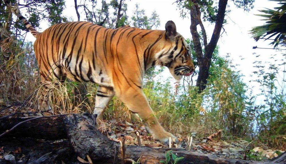 Asian Tiger to Have Better Protection in Thailand's Parks