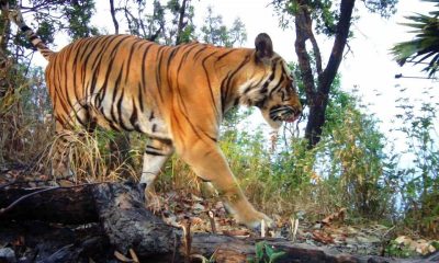 Asian Tiger to Have Better Protection in Thailand's Parks