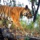 Asian Tiger to Have Better Protection in Thailand's Parks