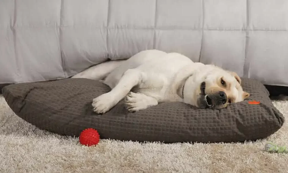 Dog Bed