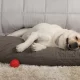 Dog Bed