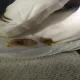 Botflies