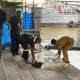 Police Discover Dismembered Body Parts in 2 Bangkok Canal