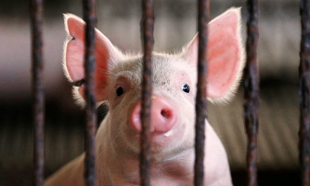 Thai Government Accused of African Swine Flu Coverup