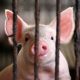 Thai Government Accused of African Swine Flu Coverup
