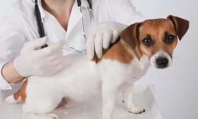 Vaccinating Your Dog