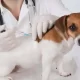 Vaccinating Your Dog