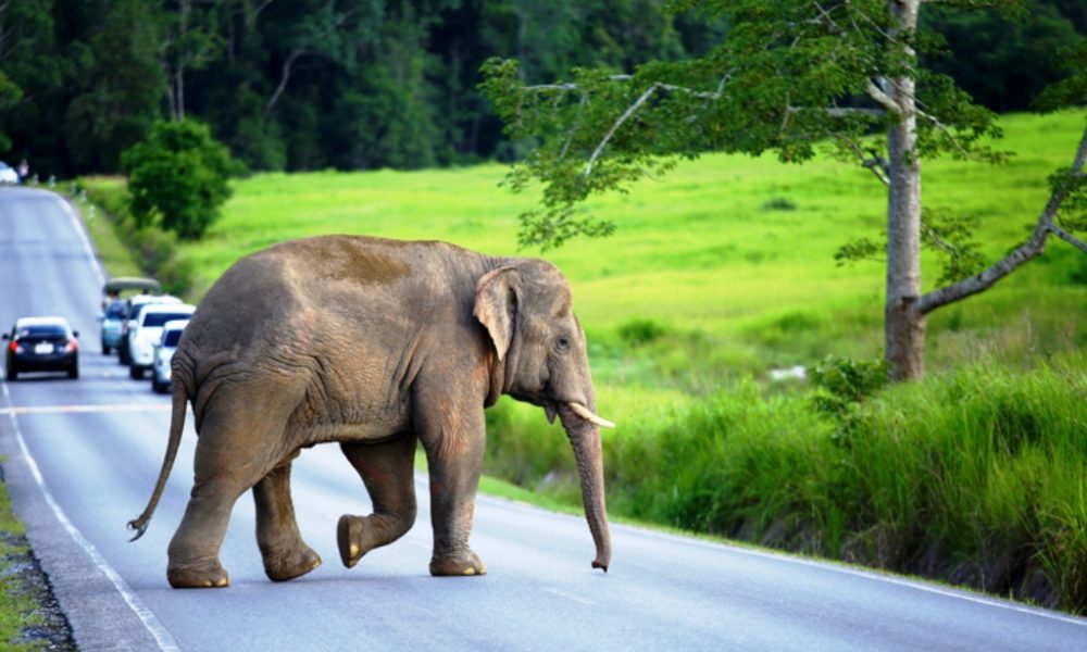 Motorists Now Face 10 Year Jail Term for Injuring Elephant
