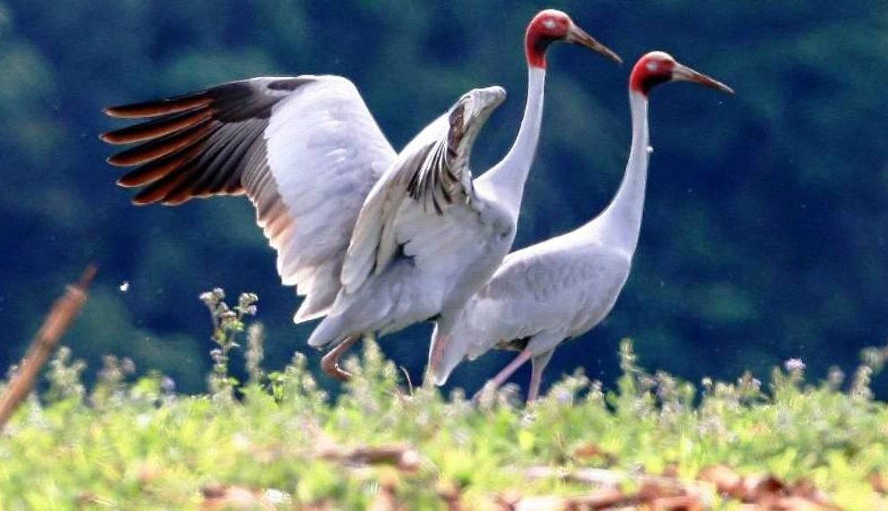 Scarce Sarus Cranes Make a Soaring Comeback in Thailand