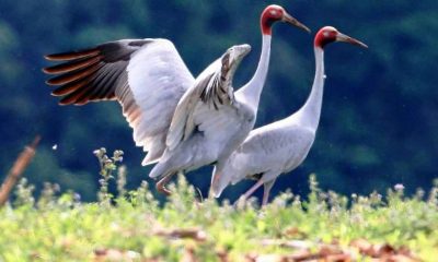 Scarce Sarus Cranes Make a Soaring Comeback in Thailand