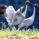 Scarce Sarus Cranes Make a Soaring Comeback in Thailand