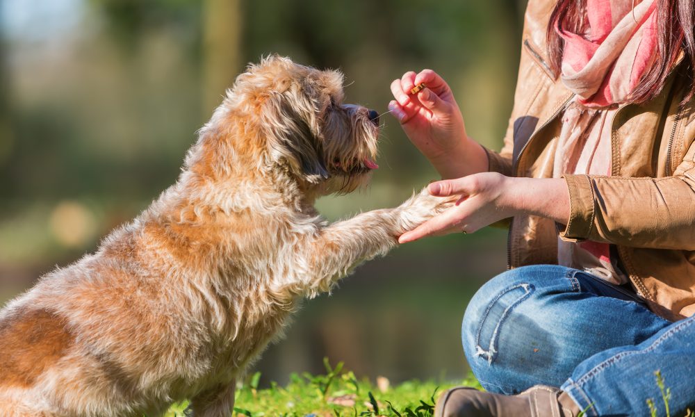 Discover if CBD is Right for Your Pet