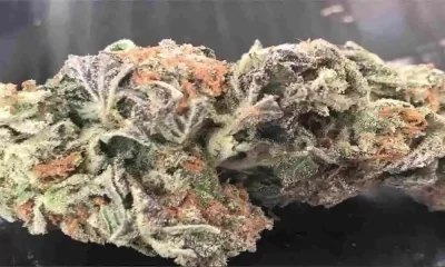 Hindu Kush Strain