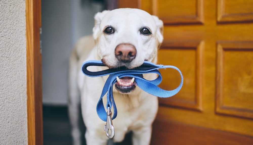 How to Clean a Dog’s Nylon Harness