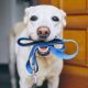 How to Clean a Dog’s Nylon Harness