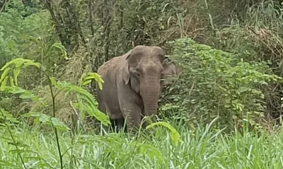 Arrest Warrant Issued for 25 Year-Old Wild Asian Elephant