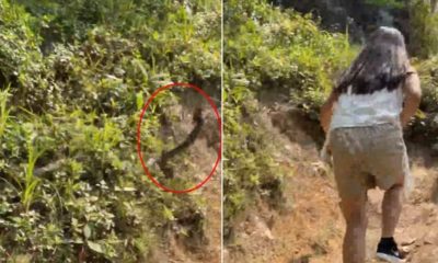 [Video] Thai Students hiking Panic as Snake Lunges at Them