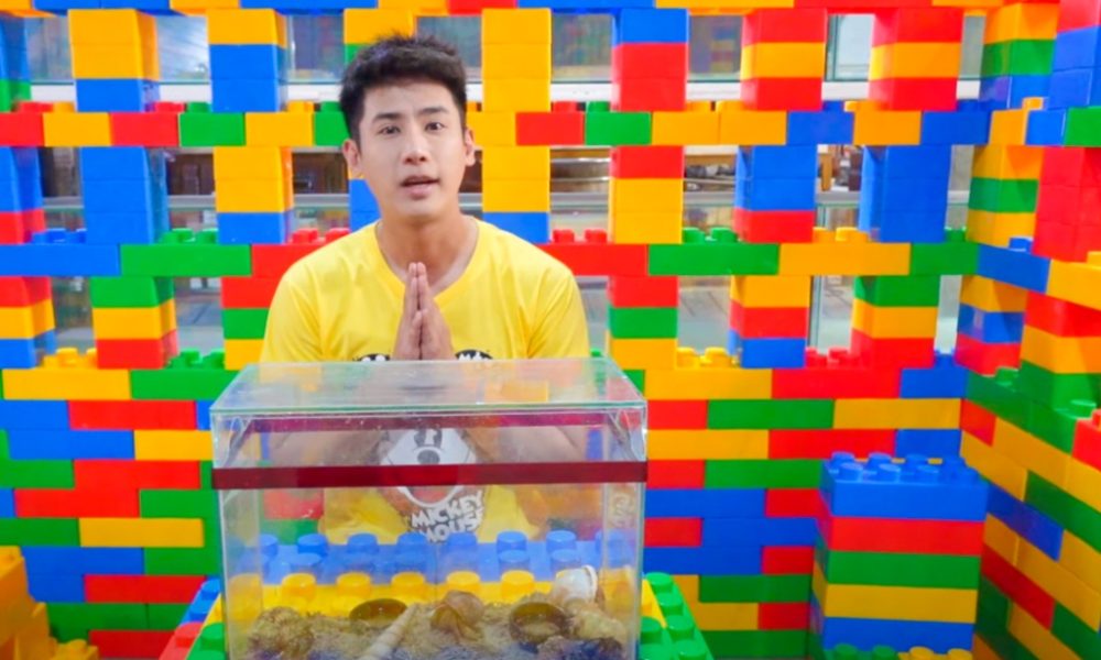 Top YouTube Influence Apologizes for Removing Hermit Crabs from Natural Environment