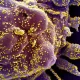 COVID-19: A Brief History And Treatments in Development