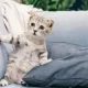 Cats Know Names Of Their Owners, Study Claims