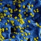 Kashmir Virologist Discovers Recent Outbreak Of Rift Valley Fever in Humans