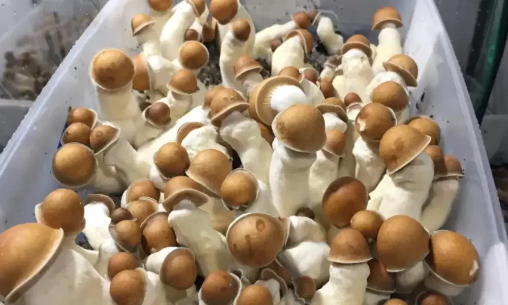 Penis Envy