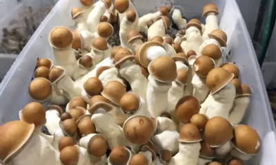 Penis Envy