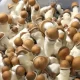 Penis Envy