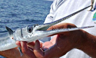 Tourist Impaled by a Needlefish While Swimming in Thailand