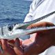 Tourist Impaled by a Needlefish While Swimming in Thailand