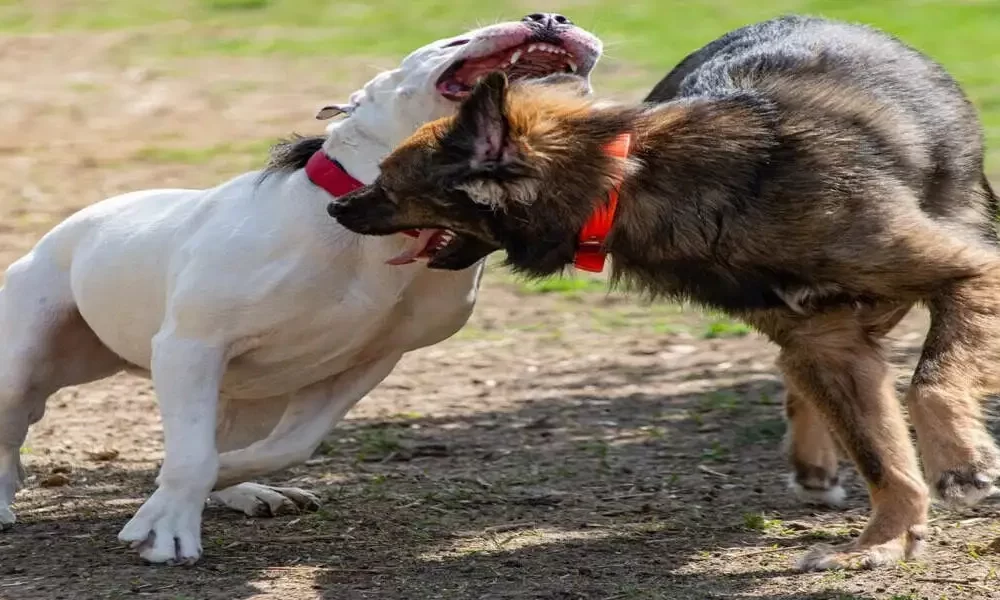 US: Woman Takes On Attacking Pit Bull In Order To Protect Her Pet Dog