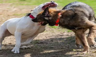 US: Woman Takes On Attacking Pit Bull In Order To Protect Her Pet Dog