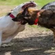 US: Woman Takes On Attacking Pit Bull In Order To Protect Her Pet Dog