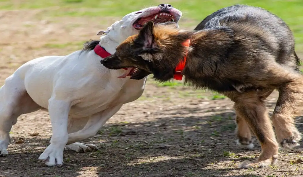 US: Woman Takes On Attacking Pit Bull In Order To Protect Her Pet Dog
