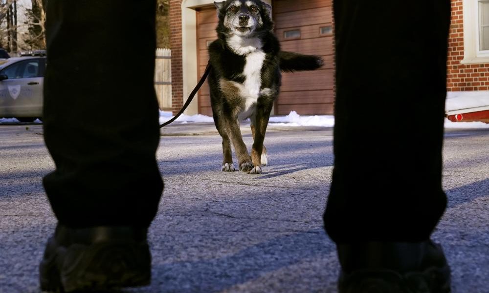 K-9 Ruby Featured in Netflix’s ‘Rescued by Ruby’ Has Died