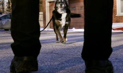 K-9 Ruby Featured in Netflix’s ‘Rescued by Ruby’ Has Died