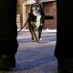 K-9 Ruby Featured in Netflix’s ‘Rescued by Ruby’ Has Died