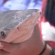 8-Year-Old Boy Recovering after Shark Attack in Phuket, Thailand