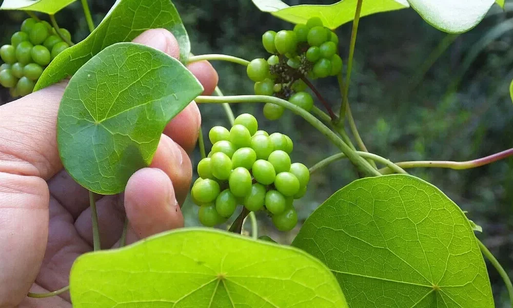 China Grants Patent To New COVID-19 Medicine